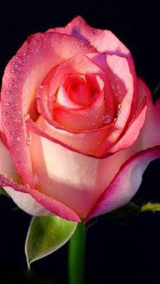 flowersgardenlove:  Rose Flower Bud, dro