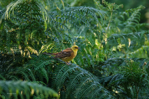 besidethepath:Colourful birds in the jungle? Difficult in our region. But there is the mysterious yellowhammer in the fern.