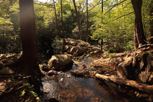 melissaodonohue:  Summer along the Appalachian Trail 
