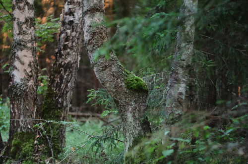 solarcross: Russia, Meshera National Park © 2016 SolarCross