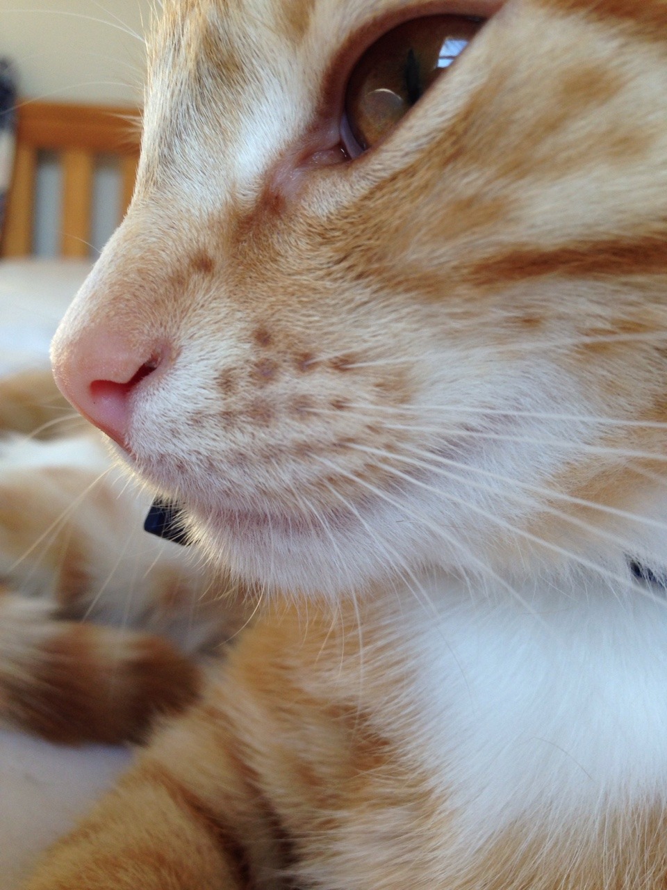 lost-lil-kitty:  I love my kitties nose!