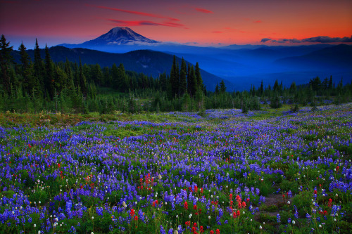 Wildflowers and Mt Adams at sunset from Snowgrass Flats in The Goat Rocks Wilderness, WashingtonPhot