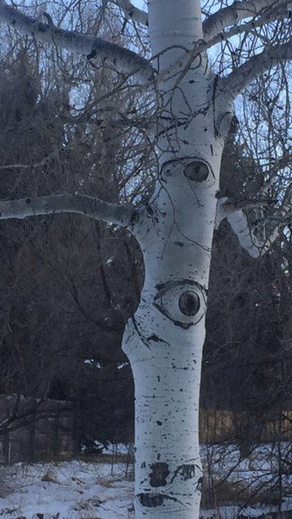 redlipstickresurrected:Quaking Aspens (Populus tremuloides) are known for developing markings that r