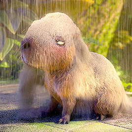 deweyduck:  capybara friends in encanto ✨💞 adult photos
