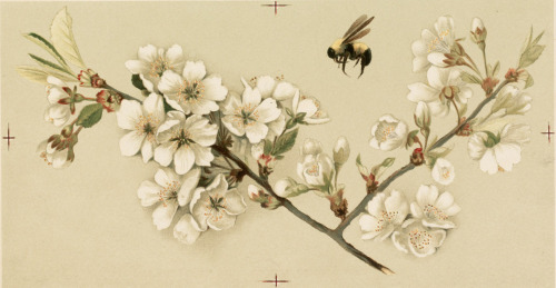 florealegiardini:Apple-blossoms and bees porn pictures