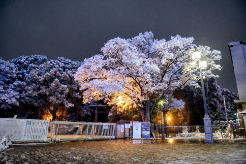 tokyo-fashion:  First snow day of the year in Harajuku, Tokyo today (January 6, 2022).