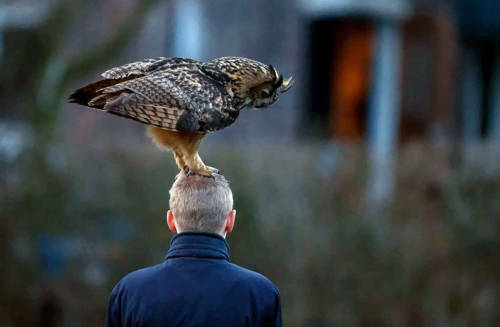 ratak-monodosico: Meet the Cuddly Owl Who Loves Landing on People’s Heads