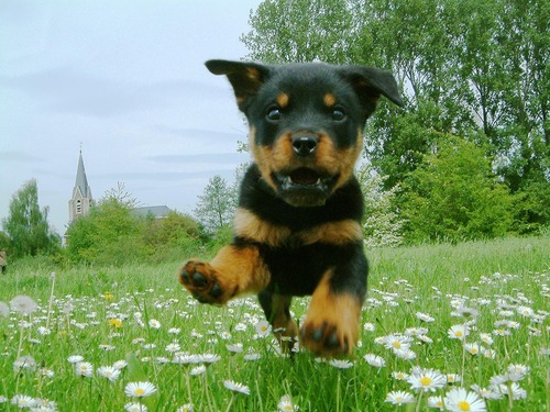 thecutestofthecute:  crowley-for-king:  flatsound:  i wanna feel how dogs feel when you let them go in a big field                               