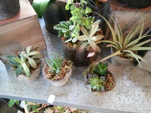 botanism:  more cute lil plants :-)