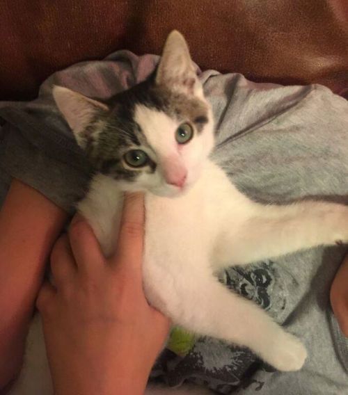 Milan is as cute as they come! This 11 week old kitten came to AC PAW as a bottle baby. His foster m