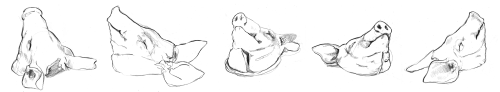 Skizzen aus meinem wissenschaftlichen Illukurs mit Thema Tieranatomie. Zu sehen sind Schweinekö