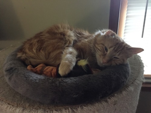 Baby Finn cuddling with his puss in boots