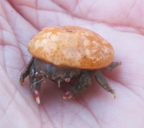 realmonstrosities: Sponge Crabs are crabs who carry a big chunk of sponge around with them wher