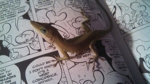 kawaiidesuyolo: This is my green anole, Lou. He’s reading Bone.