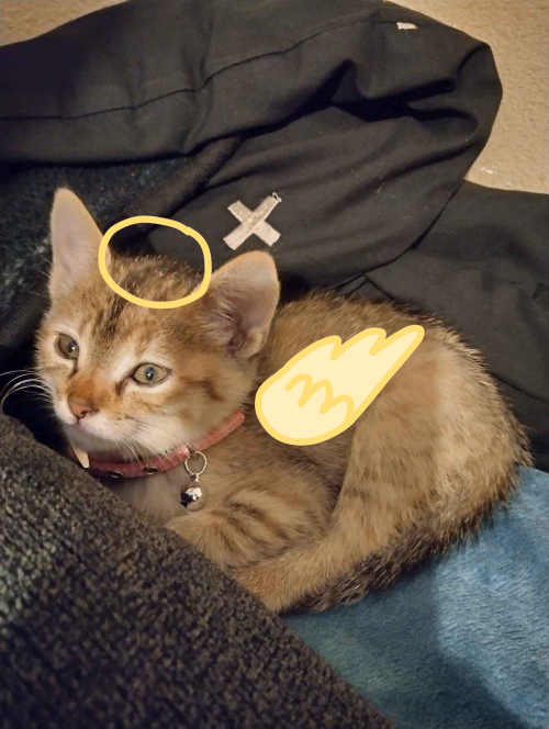My Brother's Kitten, Grr, Went To Kitty Heaven