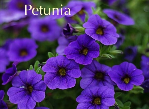 Alright (cracks Knuckles) Time To Look Up What Flowers Mean.