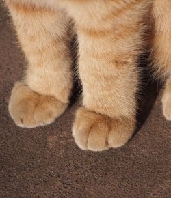 cottageanimals:Aww look these kitty paws