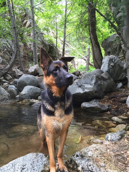 handsomedogs:  This is my dog, Atlas. Purebred German Shepherd. And he loves to camp.