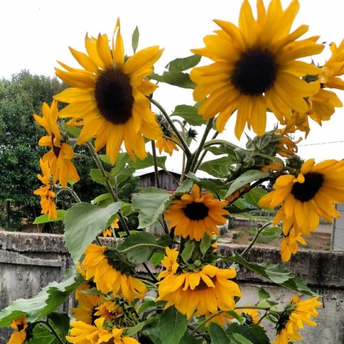 Girassol. #brasil #PR #Paraná #sul #pinhaopr #girassol #flores #flowers #sunflower (em Pinhão, Paran