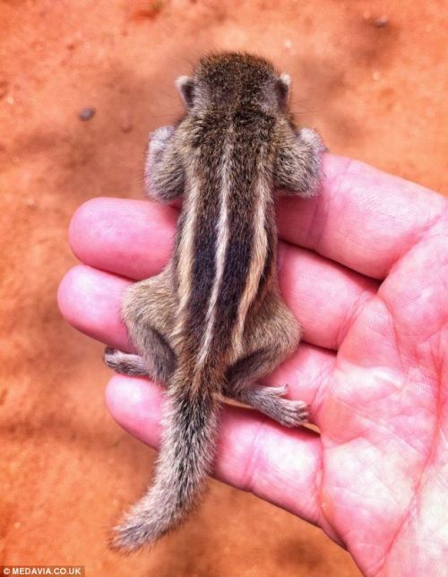 phototoartguy:  Nodding off at your keyboard? This tiny palm squirrel can fall asleep ANYWHERE (but it prefers its owner’s shirt pocket) Wildlife film maker Paul Williams, 34, took looks after the tiny palm squirrel Has cared for the animal, called