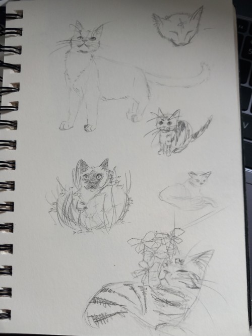 Some Pinterest Cats