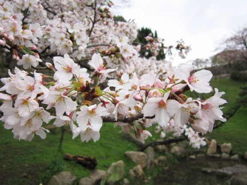 Cherry Blossoms at Osaka Castle