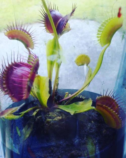 Jerm got me a Venus fly trap :) #venusflytrap #plants #thelittlethings #carniverousplants #colorful 