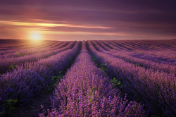 nubbsgalore:  somerset lavender fields photographed
