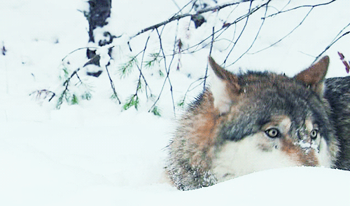 babyanimalposts:  feeling sad? you need this blog on your dash!
