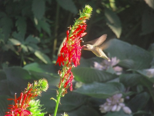 Ruby-throated hummingbird at cardinal flowers. Ever since they started blooming there are aerial bat