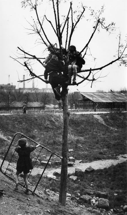 Sabine Weiss, Children in Tree, Porte de Saint-Cloud, Paris, 1951.