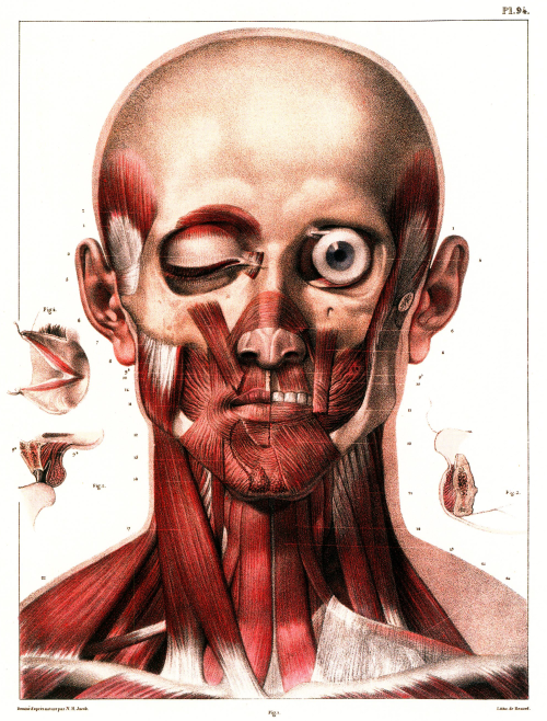 brettkingery:Selections from the “Atlas of Human Anatomy and Surgery” by Jean-Marie Le Minor and Hen