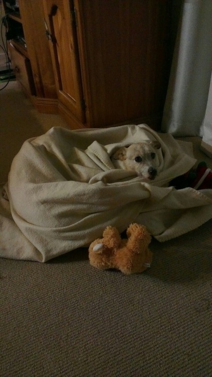 Cold night. Wrapping my dog up all snug.