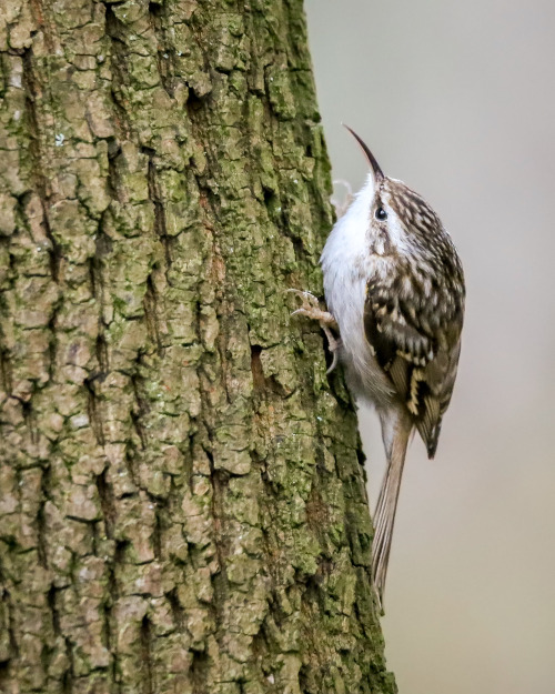 longingforrotkehlchen:Dark days and grumpy-looking treecreepers.Gartenbaumläufer (short-toed treecre