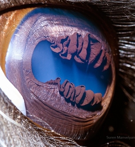 tybalt-tisk:meduchaz:CLOSE UPS OF ANNIMAL EYES!!WIERD BUT VERY COOL!!!Noooooo!