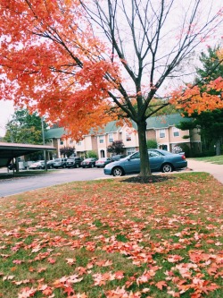 parsimoniousquid:  Me and Nellie enjoying fall.