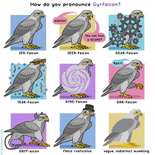 birdandmoon: How do you pronounce Gyrfalcon? (Honestly, pronounce it however you want. If you’ve see
