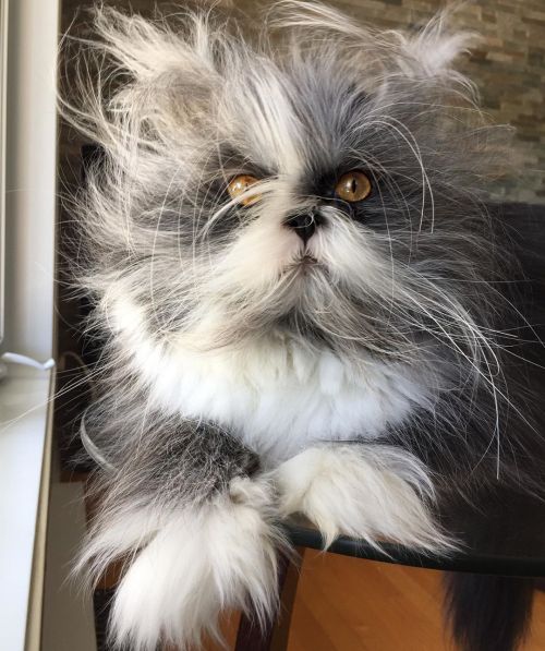 atchoumthecat:
“ Mom says I’m her favorite little fluffy hair ball… 🥰
*
Mom dit que je suis sa petite boule de poil préférée… 🥰
*
*
#atchoumthecat #atchoumthewerewolfcat #atchoum #CatWeek #werewolfsyndrome #werewolfcat #werewolf #ambrassyndrome...