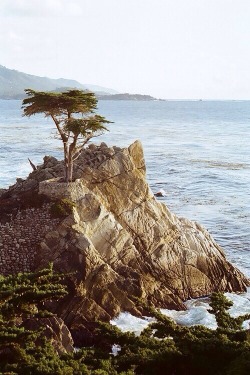 neveradrymoment:  The Lone Cypress on the