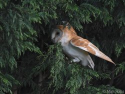 pagewoman:  Barn owl by Mali Halls 