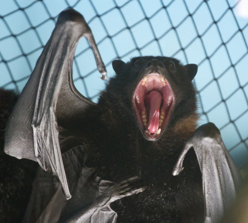 Porn Pics batsjustbats:  “grrrr"  