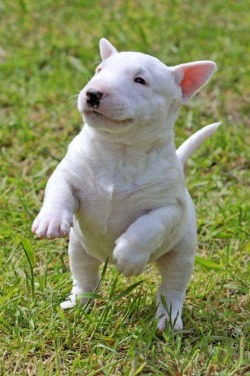 dogsandpupsdaily:  - Bull Terrier. Want