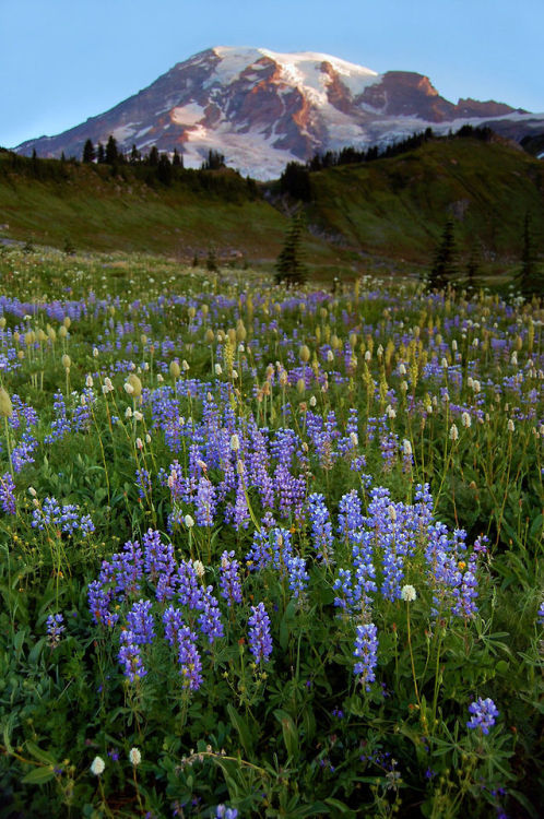 microbe:Mt Rainier, Washington.