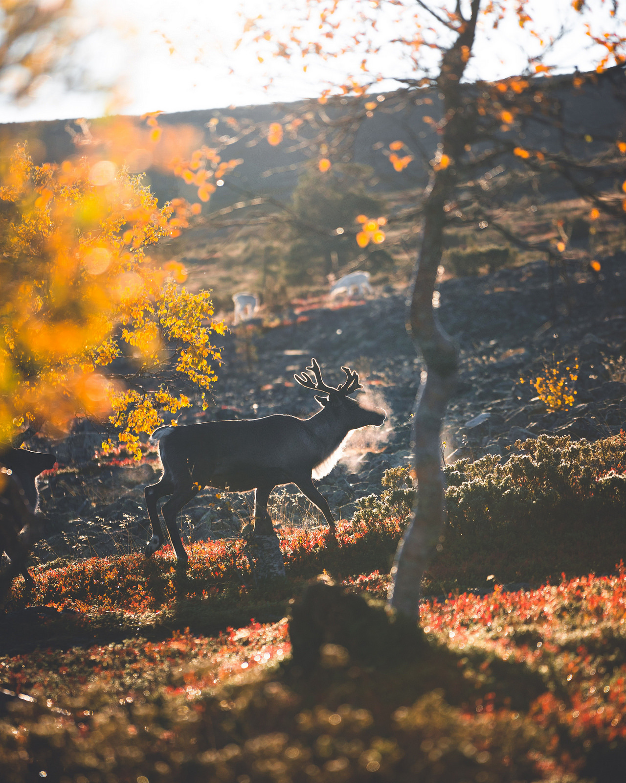 expressions-of-nature:  by Niilo Isotalo (instagram)