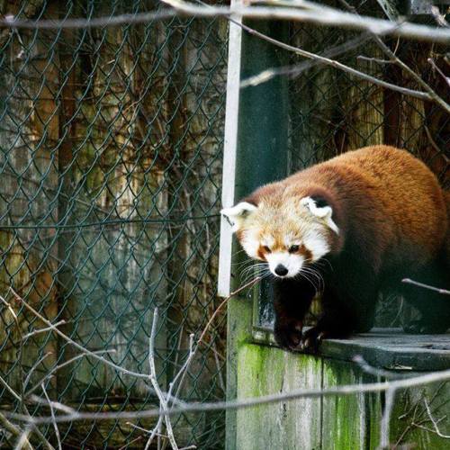 What’s that #RedPanda listening to right now? PC: Red Pandazine #redpanda #pandaroux #pandaroj