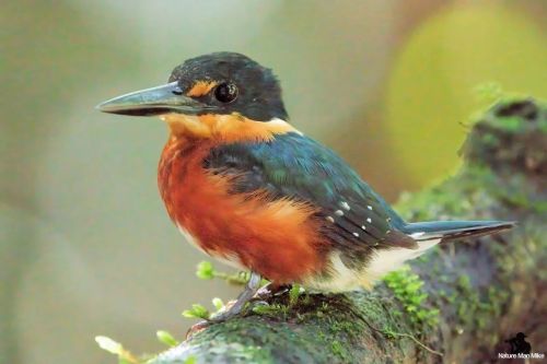 American Pygmy Kingfisher ♂️#nature_worldwide_birds #bird_captures #your_best_birds #earthcapture 