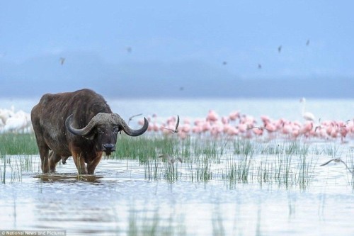 Water Buffalo, Kenya By: Michel Hagege What does everyone think about me posting more wildlife photo