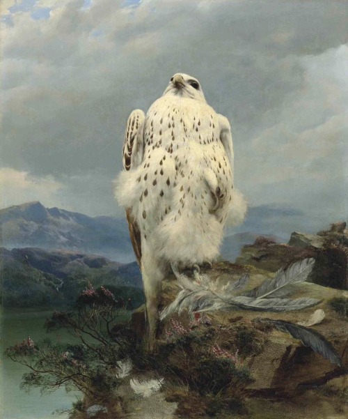 A Gyrfalcon.Oil on Canvas.76.2 x 63.5 cm. (29.92 x 24.8 in.)Attributed to Joseph Wolf.(1820-1899).