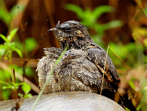 fat-birds:  allied nightjar(s).