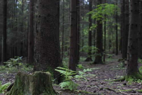 Silence of the forest. MagicPhoto: Mia-Sofie Rendum. 